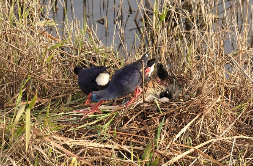 Trabajos de limpieza en el último tramo del Barranc de Carreaixet, con multitud de especies en época de cría
